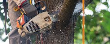 Best Tree Preservation Services  in Taos Pueblo, NM