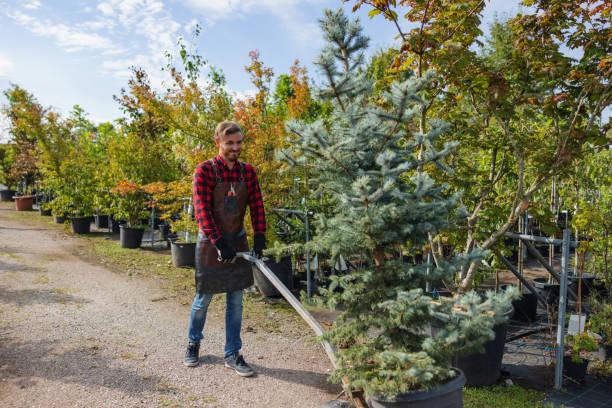 Best Tree Health Inspection  in Taos Pueblo, NM